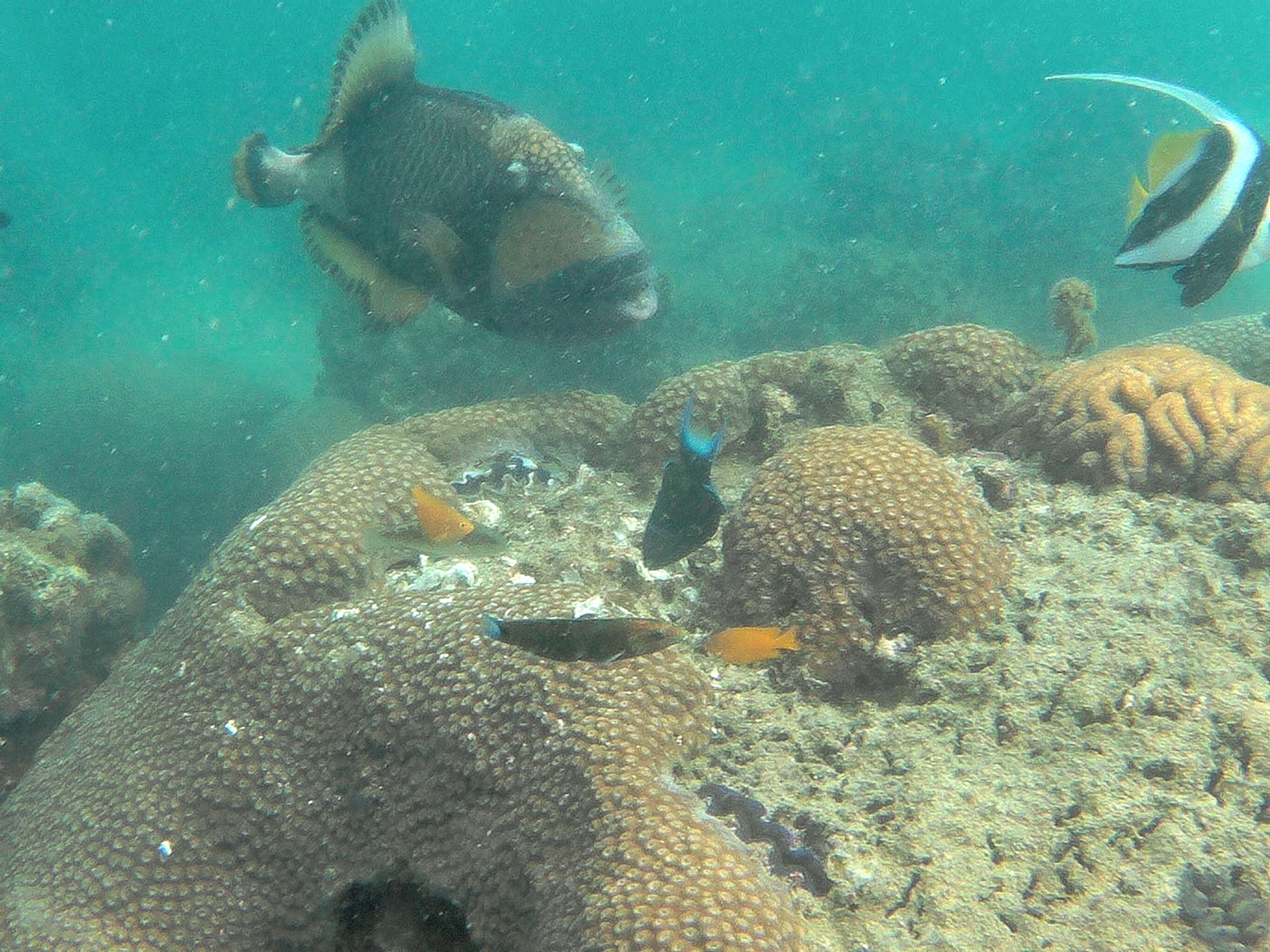 mango bay