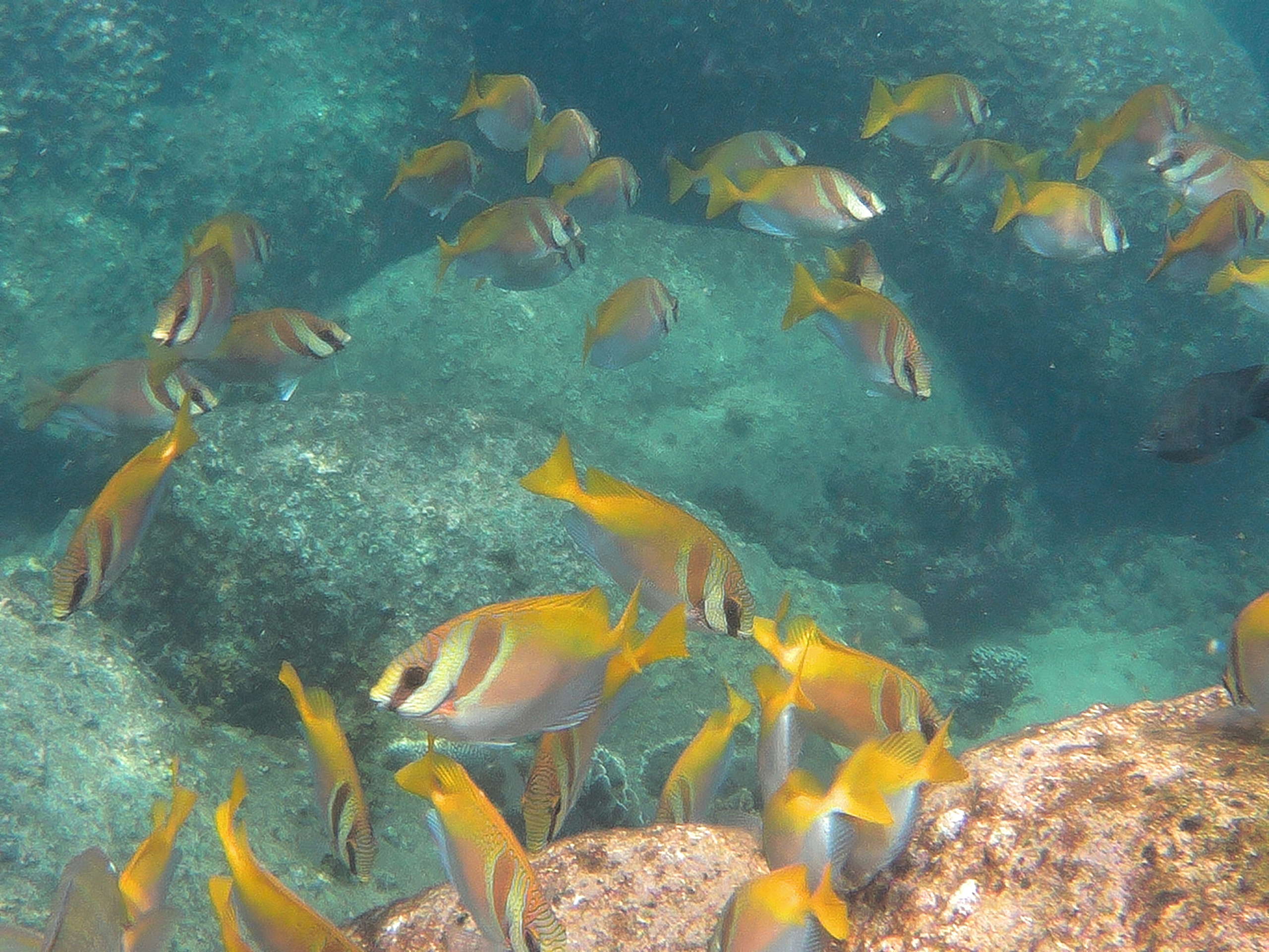 ao hin wong snorkeling