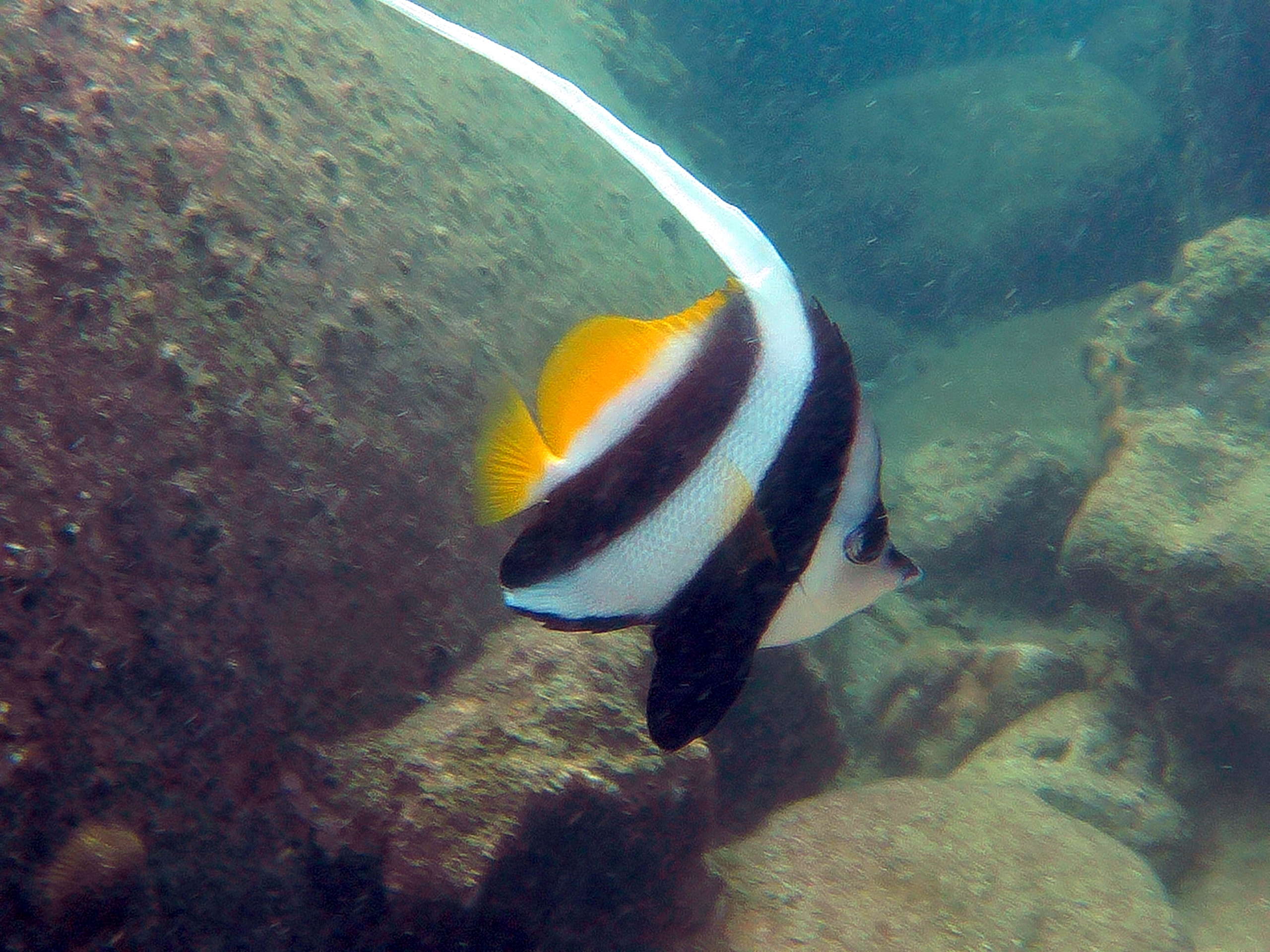 aow leuk 2020 snorkeling