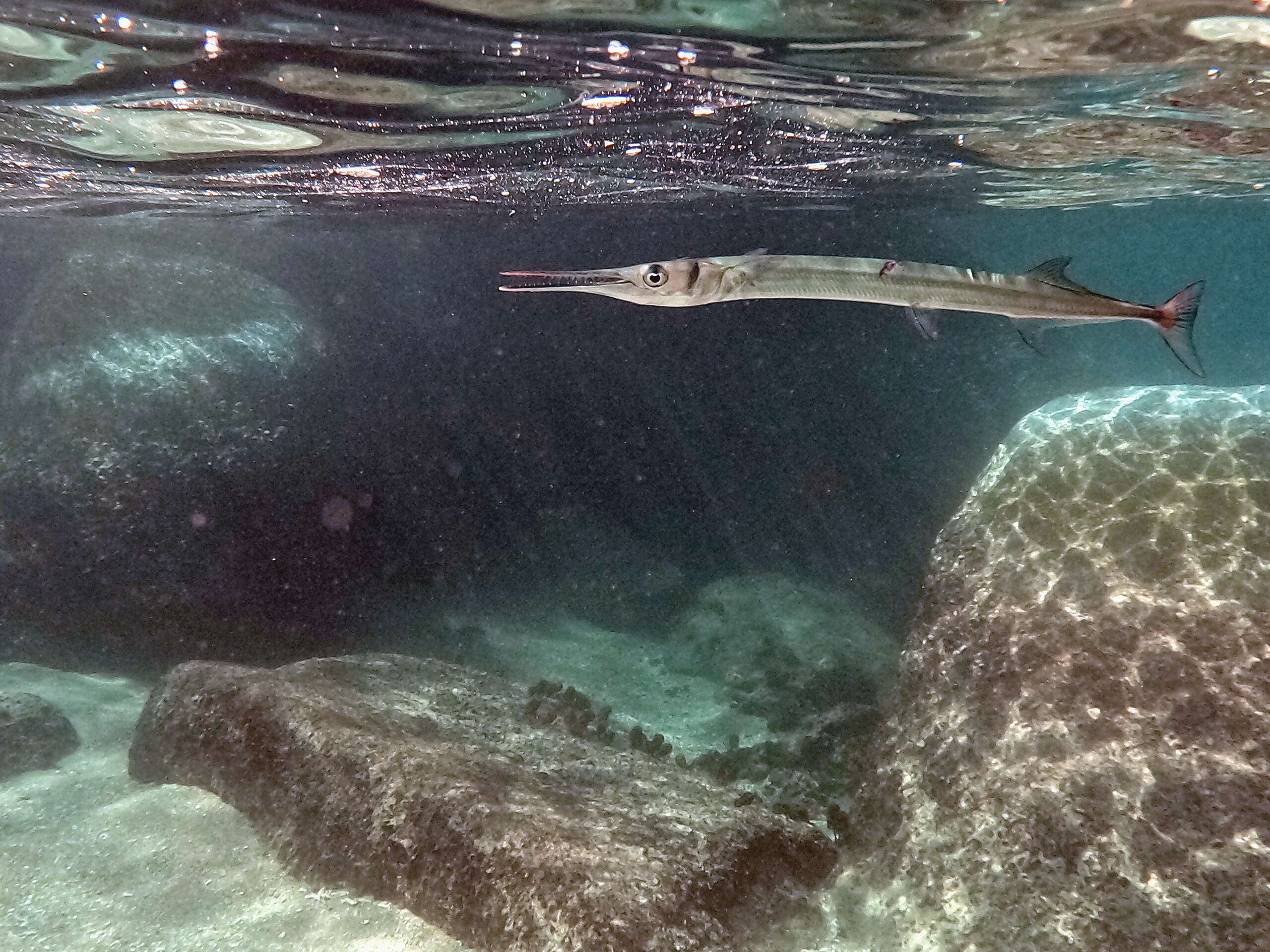 POISSONS NAGEANT EN PLEINE EAU