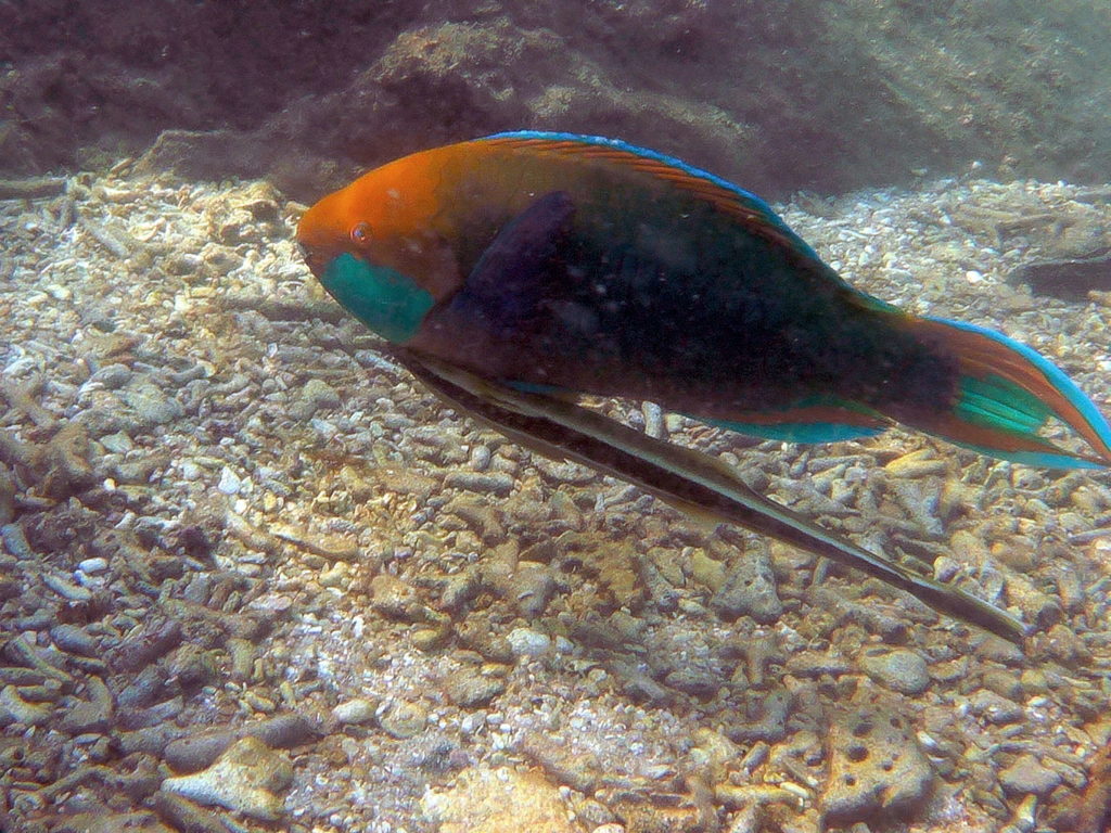 sai nuan snorkeling