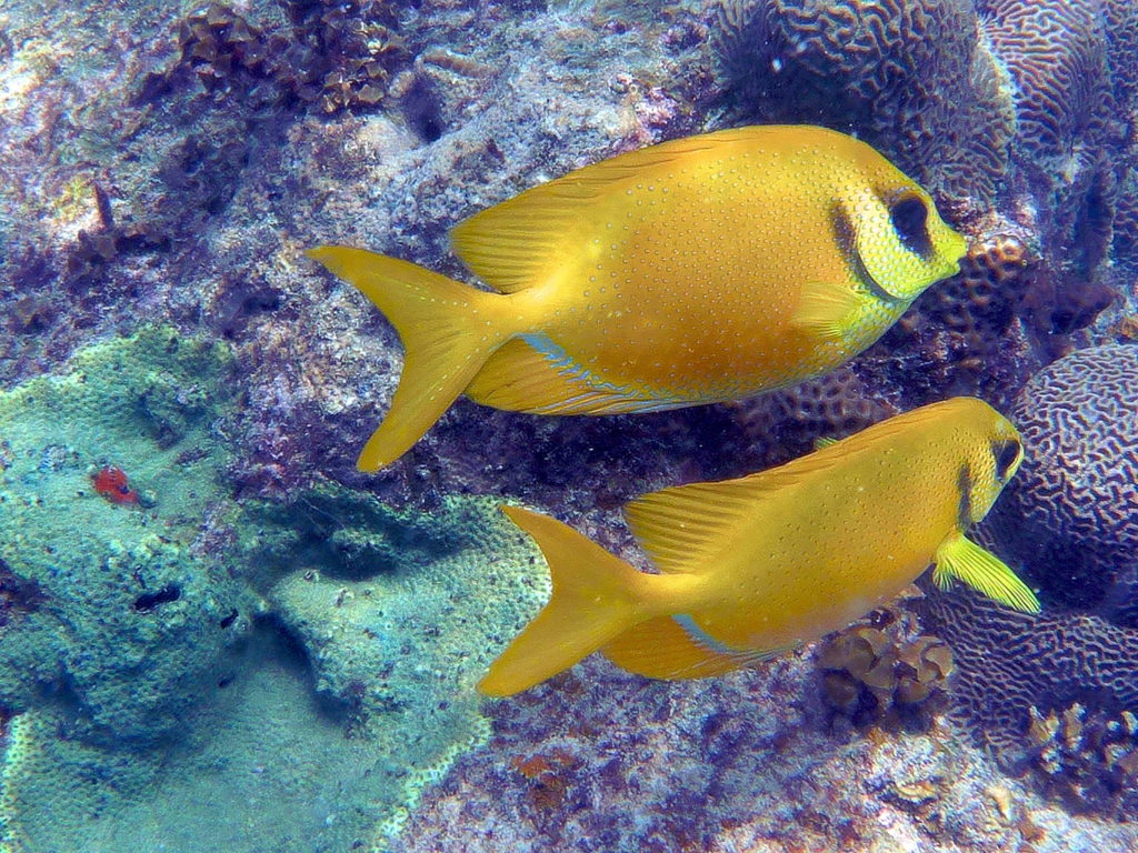 tanote 2020 snorkeling