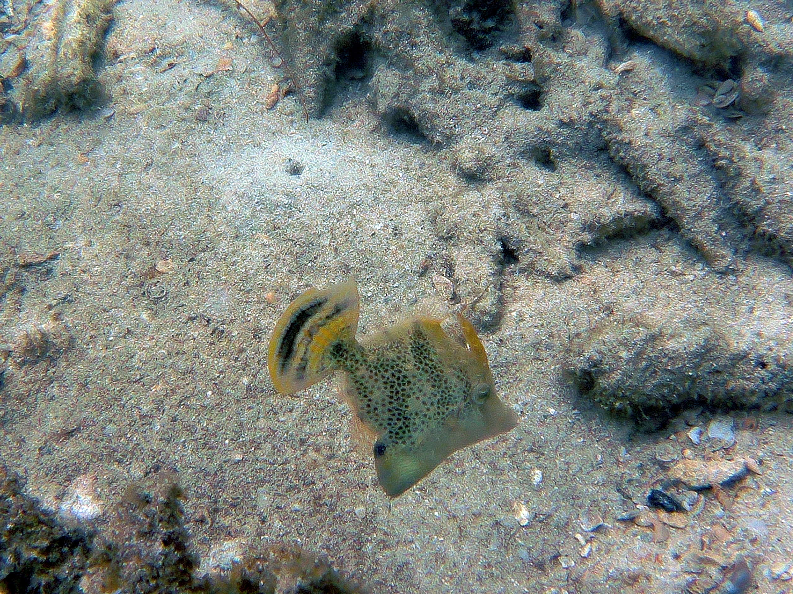 poisson lime