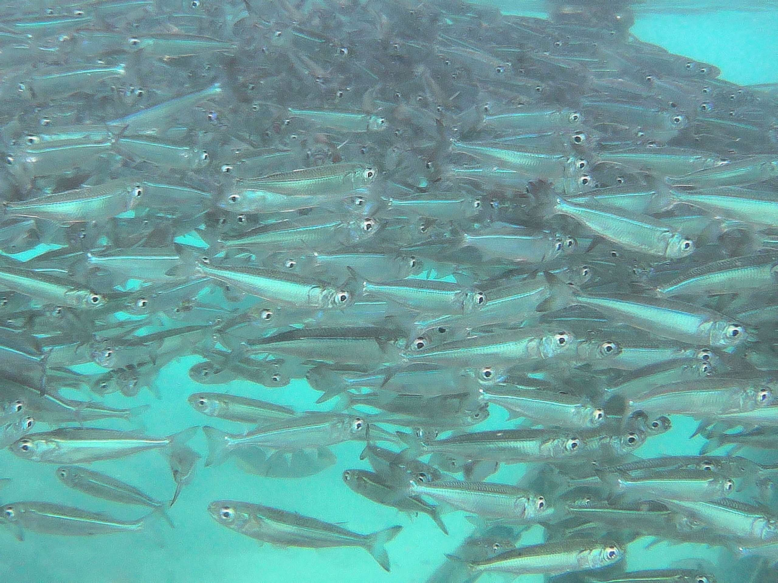 poissons ponton