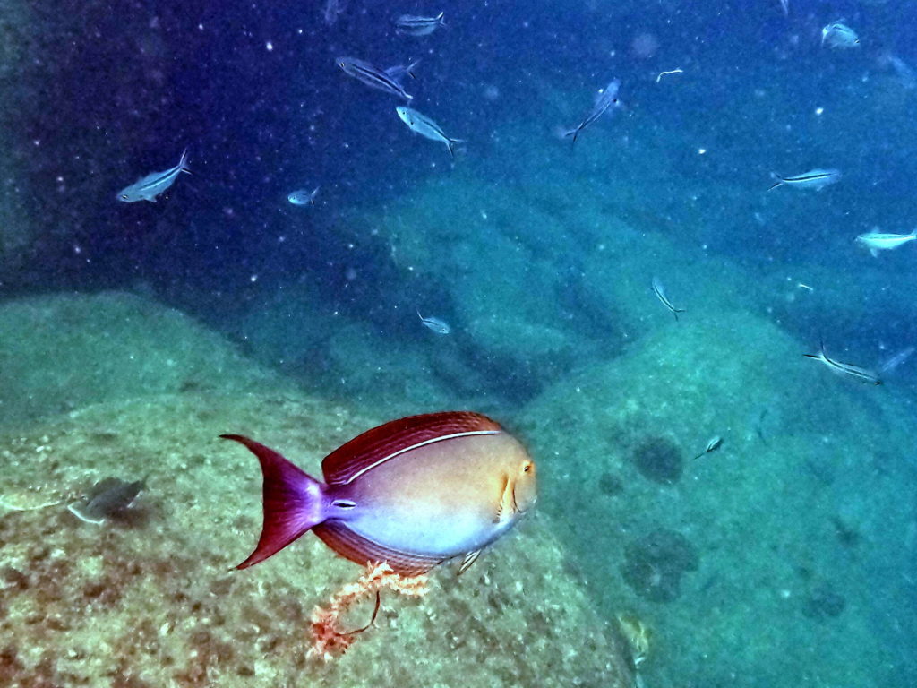 ao hin wong snorkeling 2023
