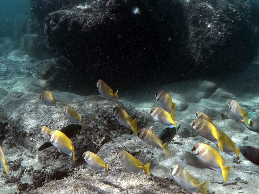 sai nuan snorkeling 2023