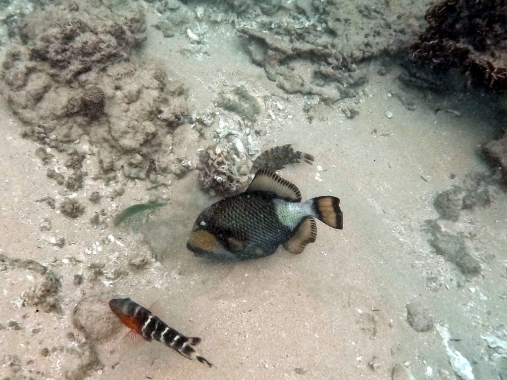 tanote 2023 snorkeling