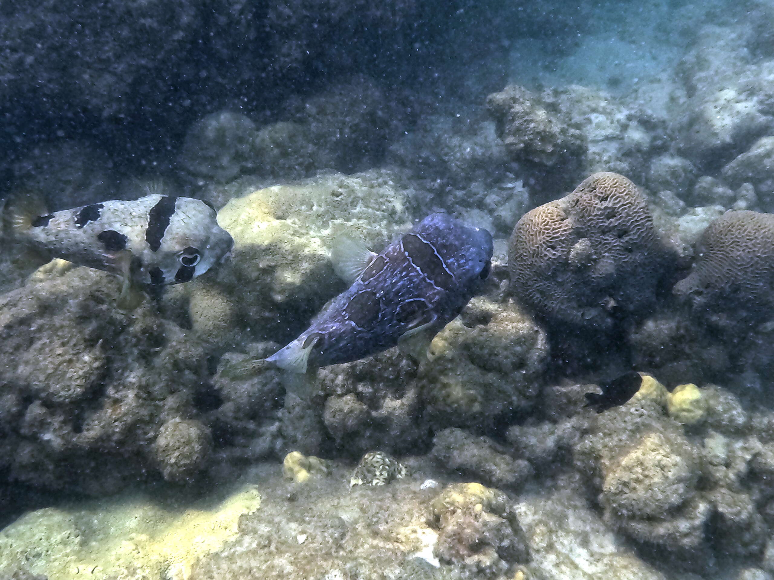 Ao Phrao snorkeling 2023