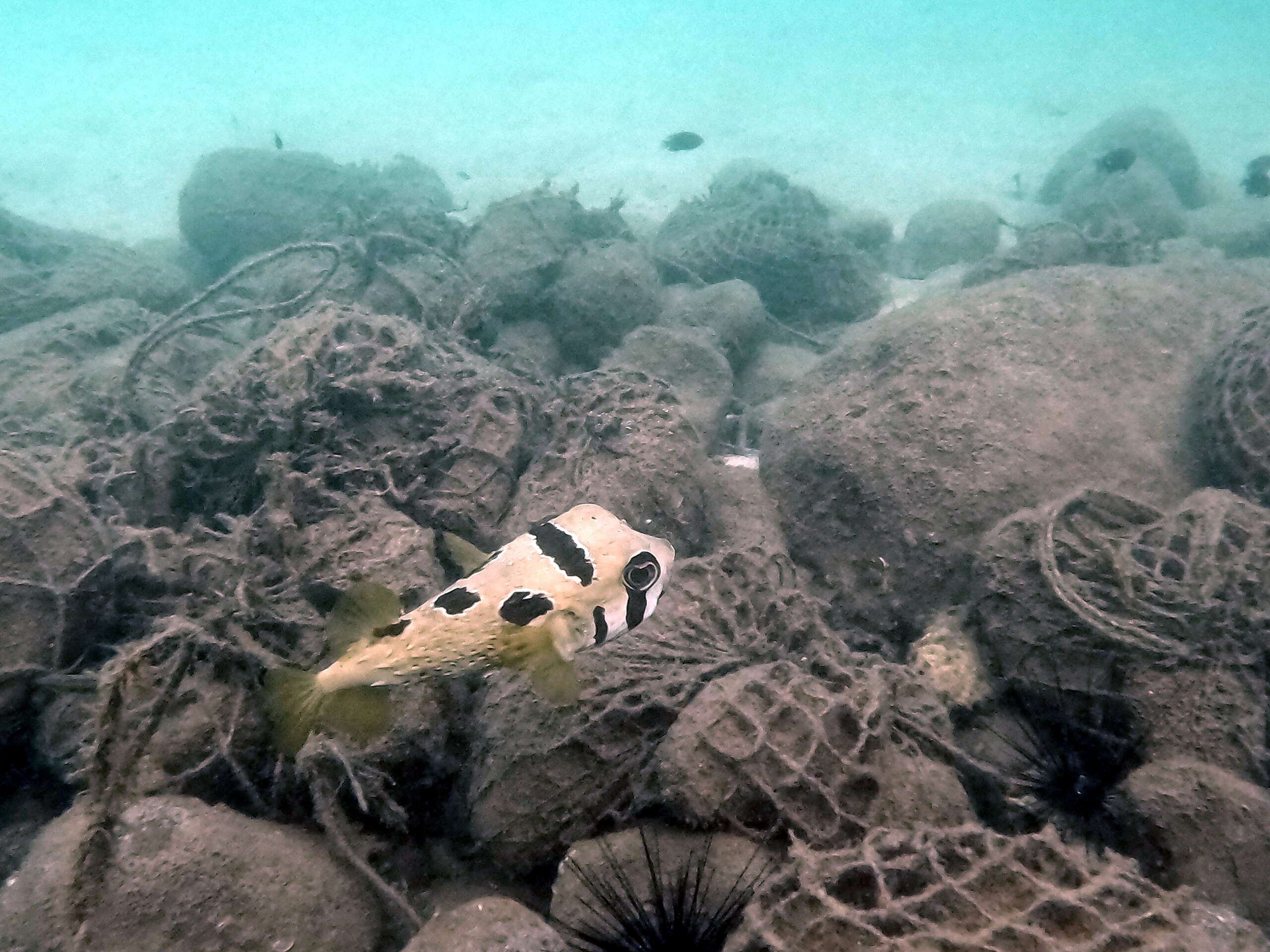 Bang Bao beach snorkeling