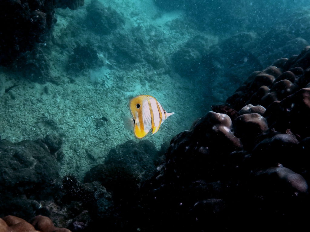 haad yao snorkeling