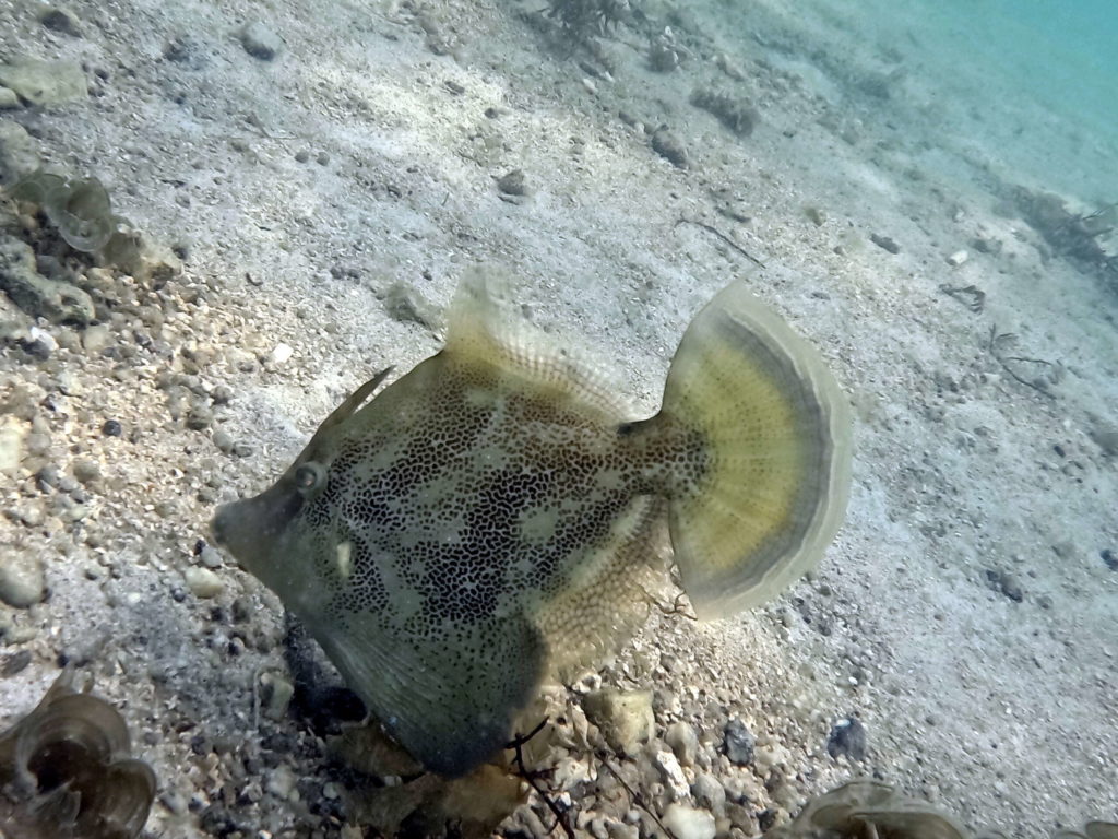 zen beach snorkeling