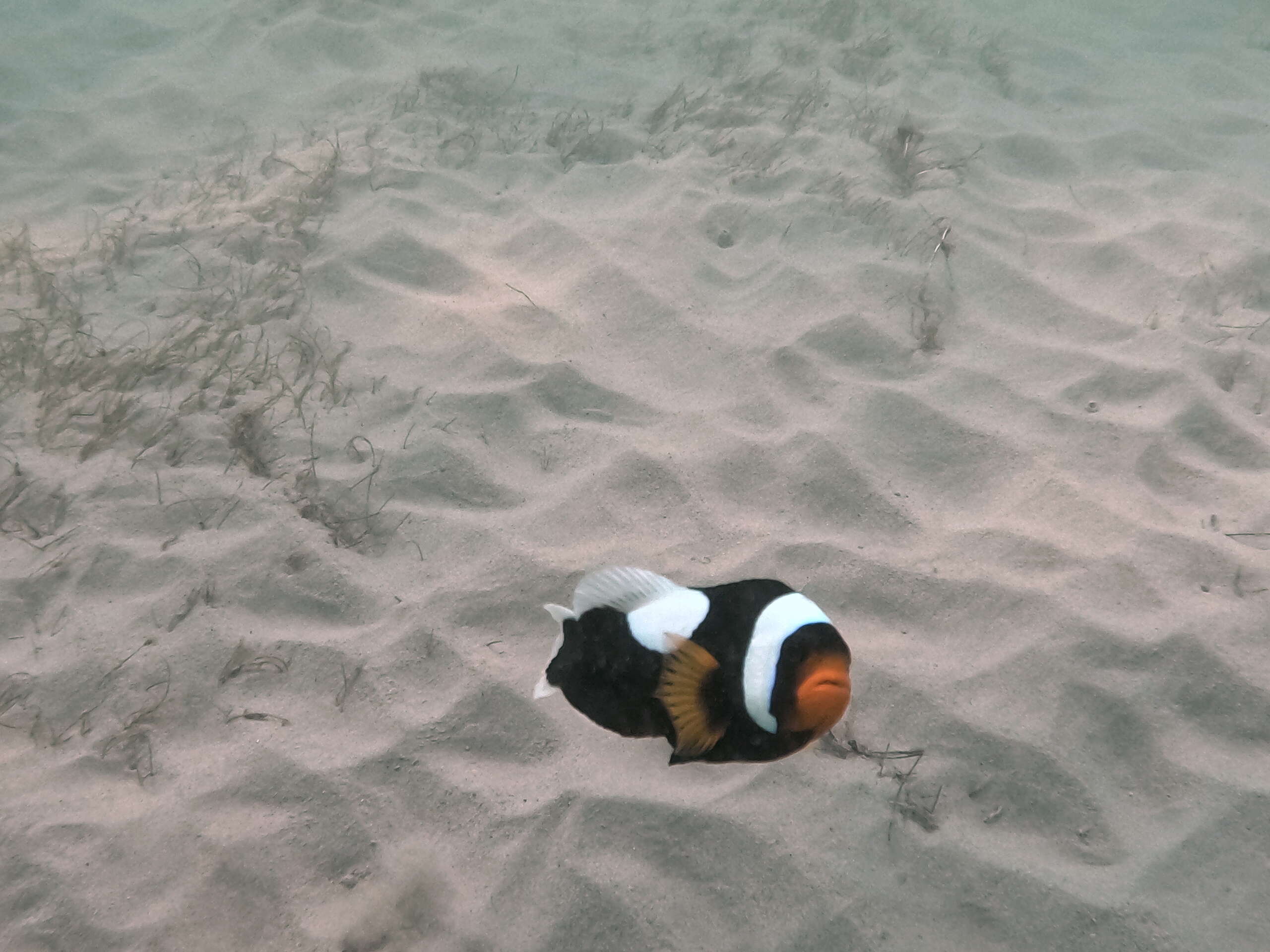 klong hin snorkeling
