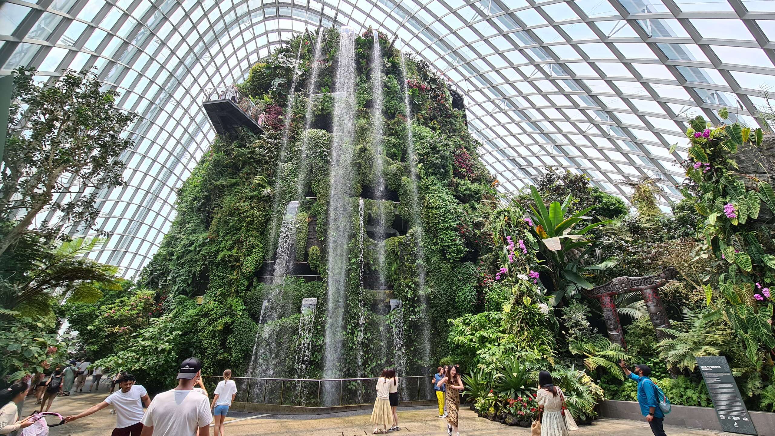 cloud forest