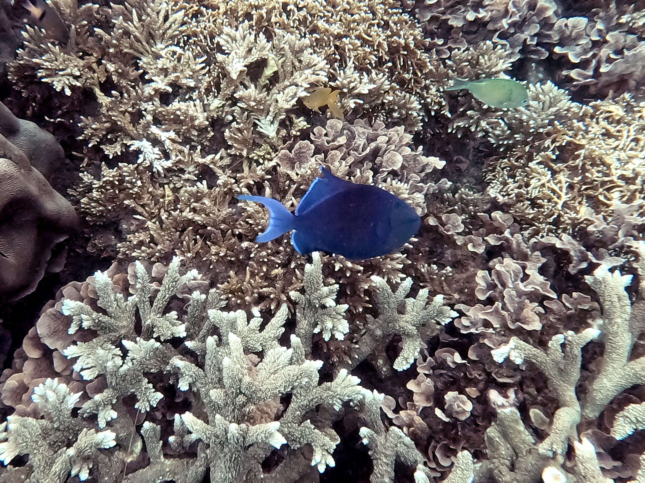 sortie snorkeling