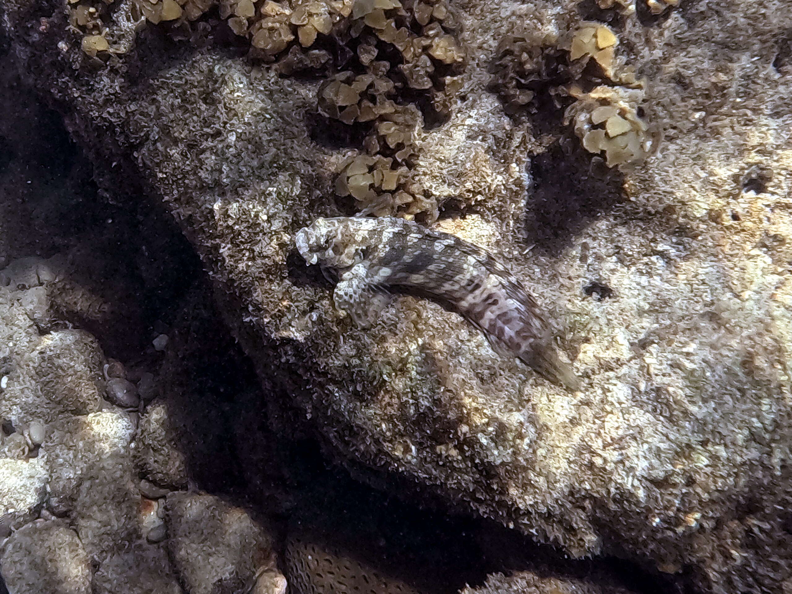 POISSONS POSÉS SUR LE FOND